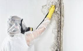 Best Mold Damage Restoration in USA